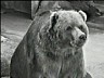 bear1.ram