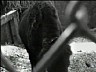 bison1.ram