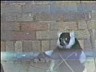bwlemur1.ram