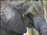 elephan1.ram
