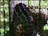 jaguar1.ram