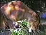 lion1.ram