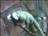 marmoset1.ram