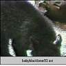 babyblackbear93.ram