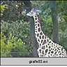 giraffe93.ram