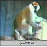 grivet2-93.ram