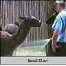 llama2-93.ram