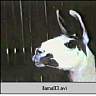 llama93.ram