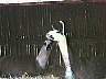picture_58.jpg