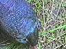 picture_68.jpg