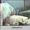 polarbear93.ram