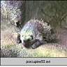 porcupine93.ram