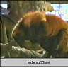 redlemur93.ram