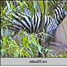 zebra93.ram