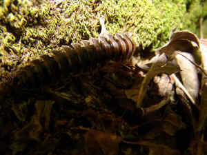 centipeder.jpg (51305 bytes)