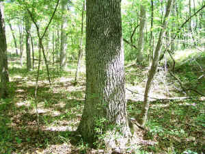 sweetgum1r.jpg (108785 bytes)