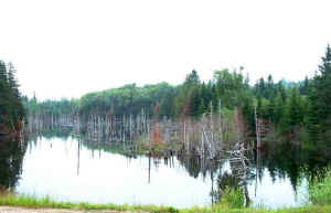 beaver_flowage.jpg (97174 bytes)