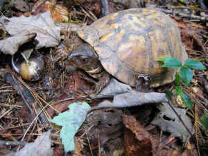 Turtle eating a snail.jpg (321419 bytes)