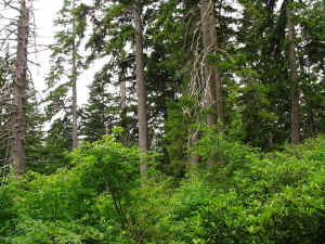 spruceforesta.jpg (200299 bytes)