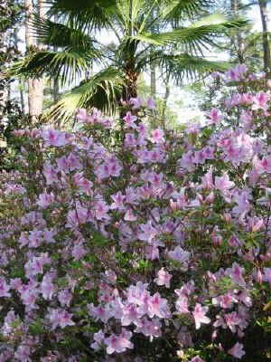 Azaleas in my yard 3_26_08 094a.jpg (71244 bytes)