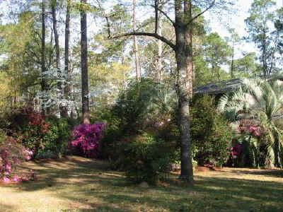 azaleas dogwoods in my back yard 3_26_08 097a.jpg (65338 bytes)