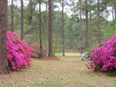 azaleas in my yard 3_31_08a.jpg (92213 bytes)