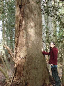 sweet gum small.jpg (96798 bytes)