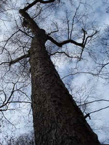 up shot black gum small.jpg (115492 bytes)