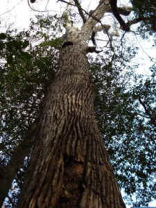 up shot sweet gum small.jpg (124922 bytes)