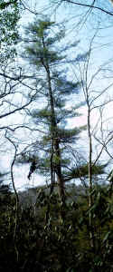 crown_tallest_pine..jpg (87506 bytes)