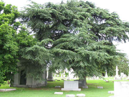 Atlas Cedar, Elmwood Cemetery, TN.jpg (102797 bytes)