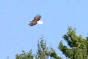 baldeagle2.jpg (89210 bytes)