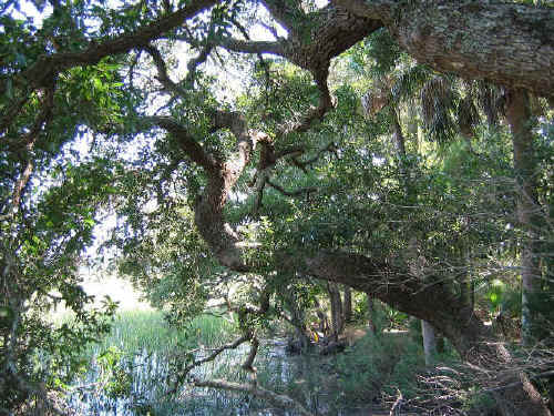 live_oak_sabal_palm.jpg (83760 bytes)