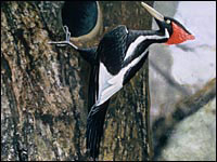 An artist's image of what an ivory billed woodpecker looks like.