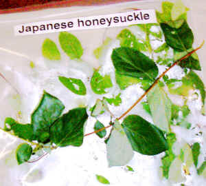 japanese_honeysuckle.jpg (113412 bytes)