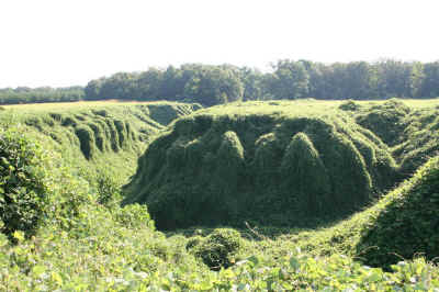 2006ESA_Kudzu2a.jpg (102312 bytes)