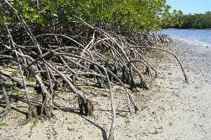 mangrove2.jpg (30289 bytes)