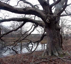 long_island_chestnut_oak1.jpg (96382 bytes)