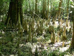 bald_cypress03.jpg (90446 bytes)