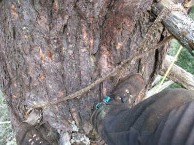 Caldwell_Giant-_one_of_three_snakeskins_in_the_tree!.JPG (233748 bytes)